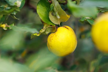 Ağaç dalında sarkan güneş ışığı olgunlaşmış ayva. Bahçe bahçesinde, ılık güneş ışığıyla aydınlatılmış olgun sarı ayva, yumuşak ışık ve doğal mevsim havası..