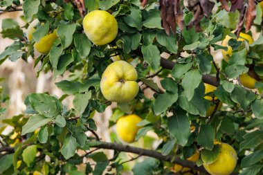 Yeşil yapraklar arasında dallarda yetişen ayva meyveleri. Ağaçların dallarında olgunlaşan sarı ayva meyveleri, yemyeşil yapraklar, doğal meyve bahçesi ortamı ve taze ürün kavramı ile çevrili..