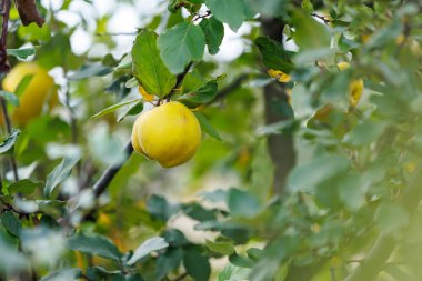 Doğal bahçedeki yapraklarla olgunlaşmış ayva meyvesi. Ağaç dalında yeşil yapraklarla çevrili olgun sarı ayva, doğal meyve bahçesi kompozisyonu ve taze hasat teması.