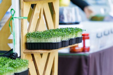 Çiftçi pazarında taze mikroçerezler. Sağlıklı beslenme, organik tarım ve sürdürülebilir yaşam tarzının sembolü olarak bir eko markette sergilenen çeşitli taze mikroyeşil tepsiler..