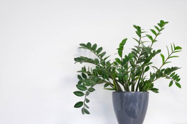 Seramik kaptaki yeşil bitki beyaz arka planda izole edilmiş. Minimum iç dekorasyon ve sağlıklı yaşam tarzı konsepti.