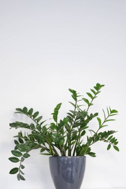 Yeşil çiçekli saksı. Seramik kaptaki yeşil ev bitkisi beyaz arka planda izole edilmiş, iç dekorasyon asgari düzeyde ve sağlıklı yaşam tarzı konsepti.