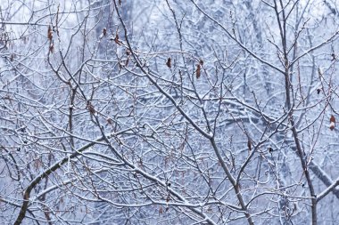 İlk kar yağışından sonra kış ormanı. İlk kar yağışından sonra sakin bir kış ormanı sahnesi, doğal mevsimlik bir arka plan olarak ideal.