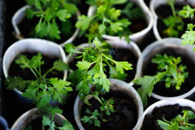 Sürdürülebilir bitki bakımı için geri dönüştürülmüş kağıt bardaklarda taze kasımpatı tohumları. Küçük kağıt bardaklarda yetişen fidelerin yakın çekimi, çevre dostu bahçıvanlığı simgeliyor..