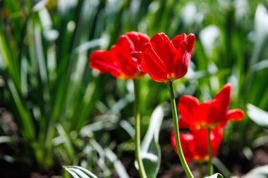 Bahar bahçesinde açan parlak kırmızı laleler yumuşak yeşil arka plan, doğal çiçek duvar kağıtları. Canlı kırmızı lalelerin güneş ışığı altında tam çiçeklenme ve bulanık yeşil yeşillik arkaplanı..