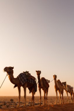 Çölde günbatımı sırasında gidiş deve karavan