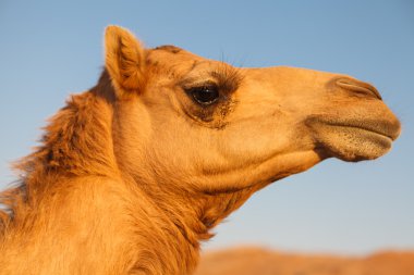 Mavi gökyüzü arka plan üzerinde tatlı olarak bir deve başkanı