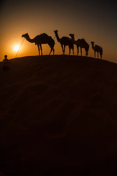 Kameel caravan gaat dwars door de woestijn tijdens zonsondergang — Stockfoto