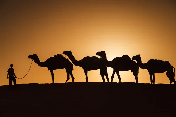 Cammello carovana che attraversa il deserto durante il tramonto — Foto Stock