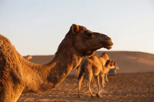 Huvudet av en kamel i dessert på en bakgrund av blå himmel — Stockfoto