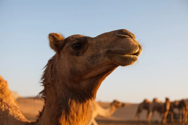 Huvudet av en kamel i dessert på en bakgrund av blå himmel — Stockfoto