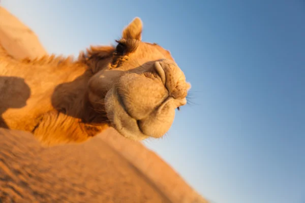 Huvudet av en kamel i dessert på en bakgrund av blå himmel — Stockfoto