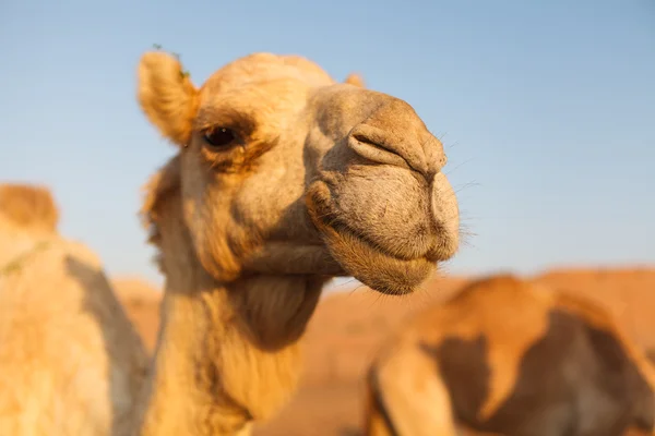 Hoofd van een kameel in dessert op een achtergrond van blauwe hemel — Stockfoto