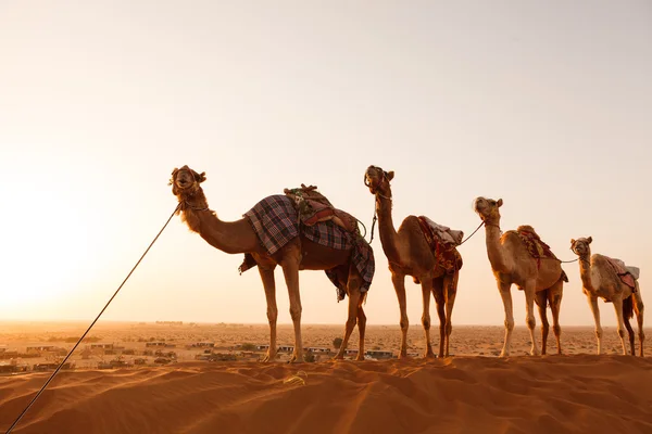 Cammello carovana che attraversa il deserto durante il tramonto — Foto Stock
