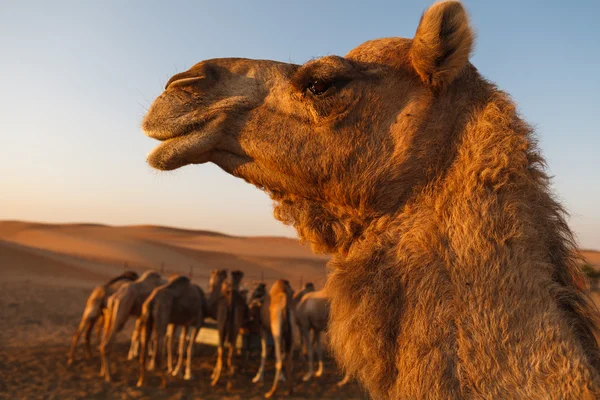 Hoofd van een kameel in dessert op een achtergrond van blauwe hemel — Stockfoto