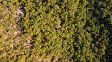 Aerial view of the majestic Taurus Mountains and green pine forests near ral beach. Cinematic drone shot of the Lycian coast landscape in Antalya, Turkey.
