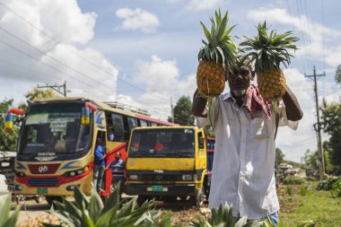 Canlı, taze toplanmış ananas yığını Bangladeş 'teki doğal güzelliklerini ve tropikal cazibelerini sergiliyor.