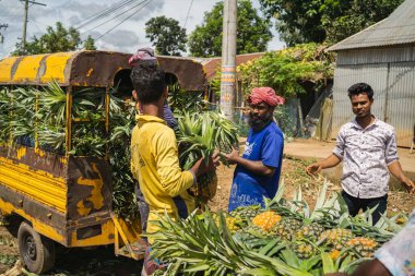 Canlı, taze toplanmış ananas yığını Bangladeş 'teki doğal güzelliklerini ve tropikal cazibelerini sergiliyor.