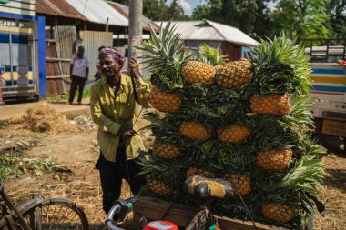 Canlı, taze toplanmış ananas yığını Bangladeş 'teki doğal güzelliklerini ve tropikal cazibelerini sergiliyor.