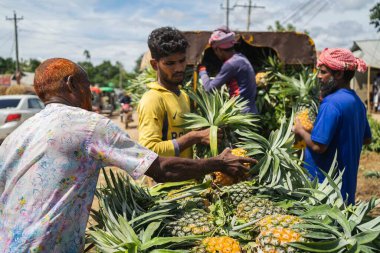 Canlı, taze toplanmış ananas yığını Bangladeş 'teki doğal güzelliklerini ve tropikal cazibelerini sergiliyor.