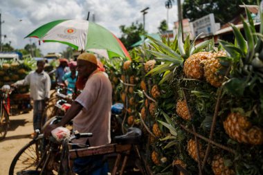 Canlı, taze toplanmış ananas yığını Bangladeş 'teki doğal güzelliklerini ve tropikal cazibelerini sergiliyor.