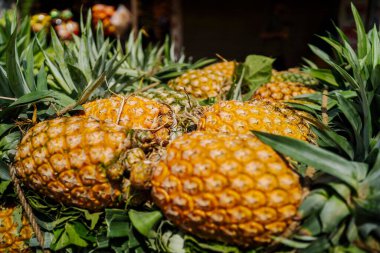 Canlı, taze toplanmış ananas yığını Bangladeş 'teki doğal güzelliklerini ve tropikal cazibelerini sergiliyor.