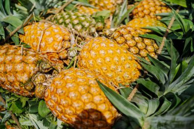 Canlı, taze toplanmış ananas yığını Bangladeş 'teki doğal güzelliklerini ve tropikal cazibelerini sergiliyor.