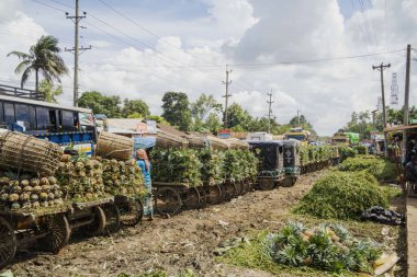 Canlı, taze toplanmış ananas yığını Bangladeş 'teki doğal güzelliklerini ve tropikal cazibelerini sergiliyor.