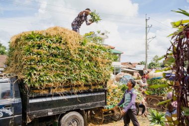İşçiler, Bangladeş 'teki doğal güzelliklerini ve tropikal cazibelerini sergilemek için yeni toplanmış ananas yığınından kamyonlar yüklüyorlar.