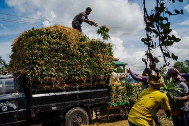 İşçiler, Bangladeş 'teki doğal güzelliklerini ve tropikal cazibelerini sergilemek için yeni toplanmış ananas yığınından kamyonlar yüklüyorlar.