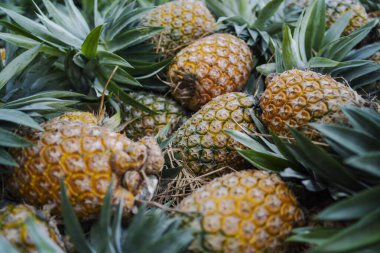 Canlı, taze toplanmış ananas yığını Bangladeş 'teki doğal güzelliklerini ve tropikal cazibelerini sergiliyor.