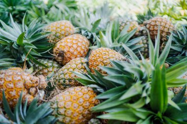 Canlı, taze toplanmış ananas yığını Bangladeş 'teki doğal güzelliklerini ve tropikal cazibelerini sergiliyor.