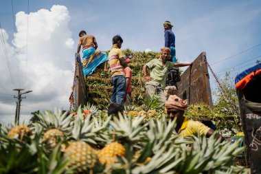 İşçiler, Bangladeş 'teki doğal güzelliklerini ve tropikal cazibelerini sergilemek için yeni toplanmış ananas yığınından kamyonlar yüklüyorlar.