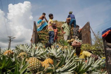İşçiler, Bangladeş 'teki doğal güzelliklerini ve tropikal cazibelerini sergilemek için yeni toplanmış ananas yığınından kamyonlar yüklüyorlar.