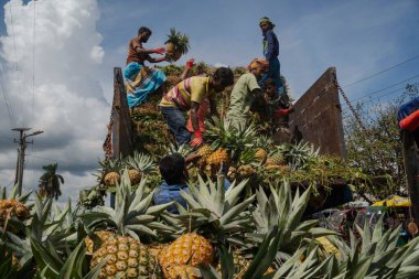 İşçiler, Bangladeş 'teki doğal güzelliklerini ve tropikal cazibelerini sergilemek için yeni toplanmış ananas yığınından kamyonlar yüklüyorlar.