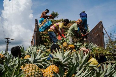 İşçiler, Bangladeş 'teki doğal güzelliklerini ve tropikal cazibelerini sergilemek için yeni toplanmış ananas yığınından kamyonlar yüklüyorlar.