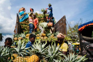 İşçiler, Bangladeş 'teki doğal güzelliklerini ve tropikal cazibelerini sergilemek için yeni toplanmış ananas yığınından kamyonlar yüklüyorlar.