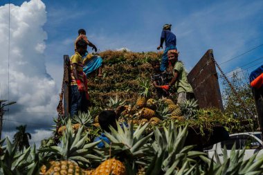 İşçiler, Bangladeş 'teki doğal güzelliklerini ve tropikal cazibelerini sergilemek için yeni toplanmış ananas yığınından kamyonlar yüklüyorlar.