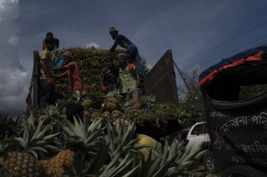 İşçiler, Bangladeş 'teki doğal güzelliklerini ve tropikal cazibelerini sergilemek için yeni toplanmış ananas yığınından kamyonlar yüklüyorlar.