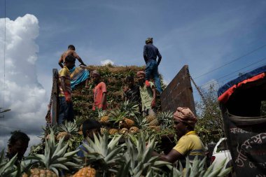 İşçiler, Bangladeş 'teki doğal güzelliklerini ve tropikal cazibelerini sergilemek için yeni toplanmış ananas yığınından kamyonlar yüklüyorlar.