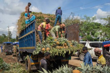 İşçiler, Bangladeş 'teki doğal güzelliklerini ve tropikal cazibelerini sergilemek için yeni toplanmış ananas yığınından kamyonlar yüklüyorlar.