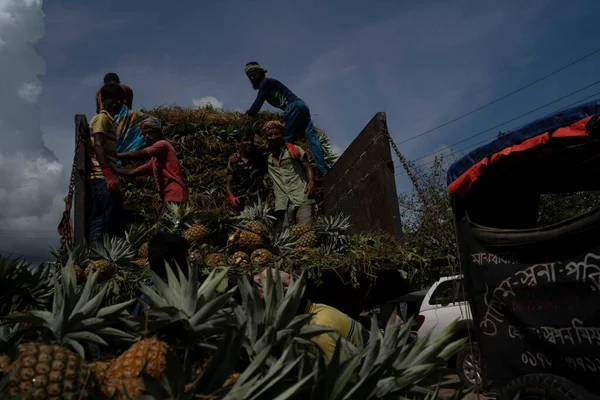 İşçiler, Bangladeş 'teki doğal güzelliklerini ve tropikal cazibelerini sergilemek için yeni toplanmış ananas yığınından kamyonlar yüklüyorlar.