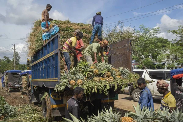 İşçiler, Bangladeş 'teki doğal güzelliklerini ve tropikal cazibelerini sergilemek için yeni toplanmış ananas yığınından kamyonlar yüklüyorlar.