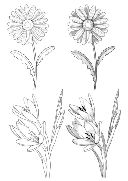 daisy and crocus engraving style vector illustration design element