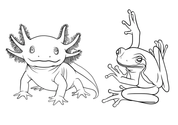 Zehirli ok kurbağası ve Axolotl çizimi
