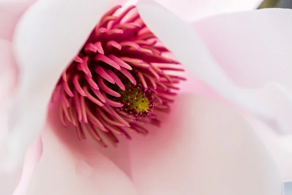 Magnolia close-up