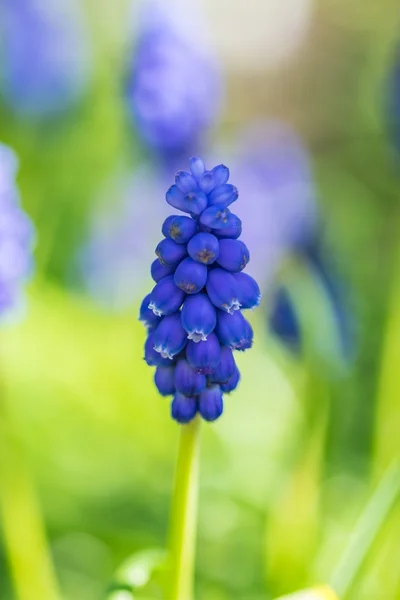 Einzelne Traubenhyazinthe — Stockfoto