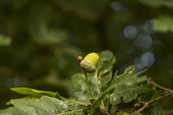 Pequena bolota no ramo de carvalho — Fotografia de Stock