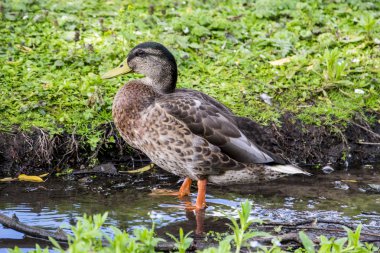 Kürek çekmeye kadın yeşilbaş