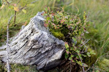 Güdük hayat ağacı